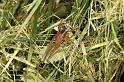 Dolomedes_plantarius_D5128_Z_90_Canal du Nivernais_Frankrijk